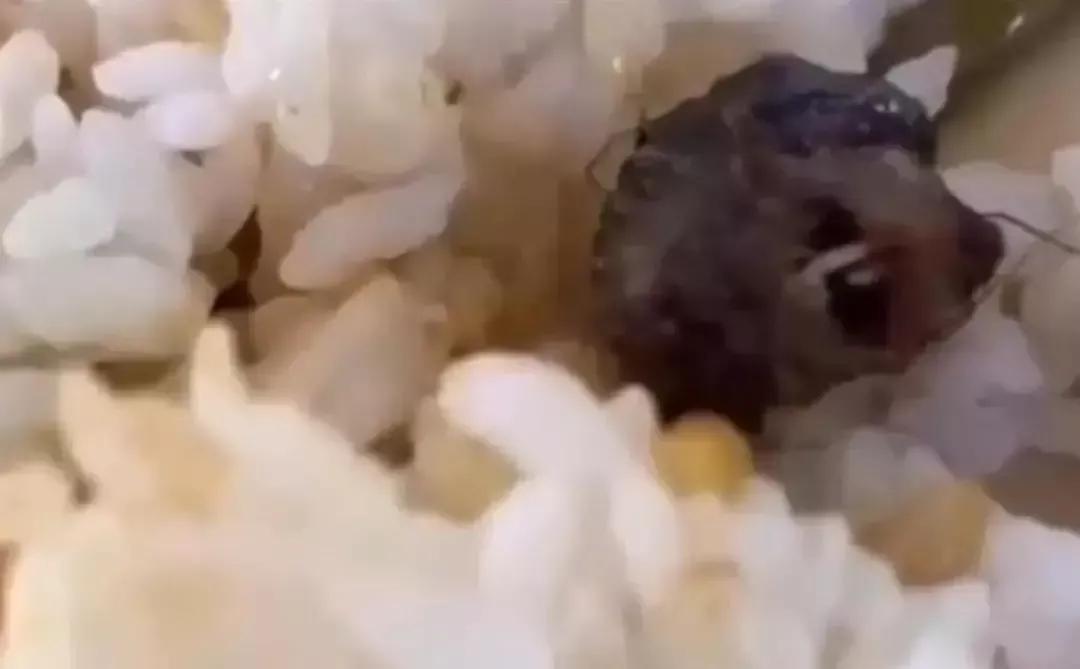 鸭脖事件最新进展揭秘，探寻真相，食品安全不容小觑！